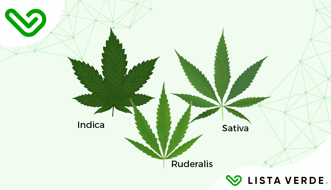 A Botânica da Cannabis