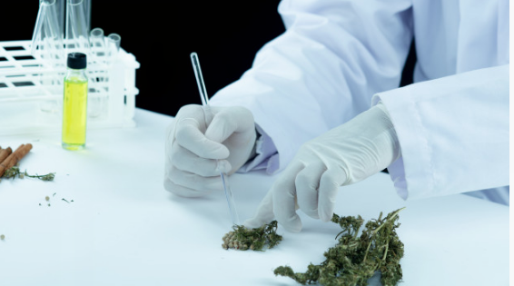 O que é ciência e o que é especulação - Cannabis Medicinal