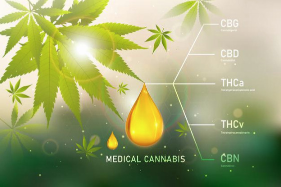 universo da Cannabis Medicinal
