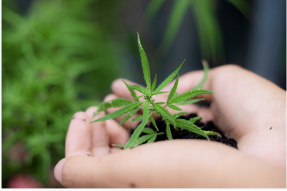 Cultivo de Cannabis para uso medicinal