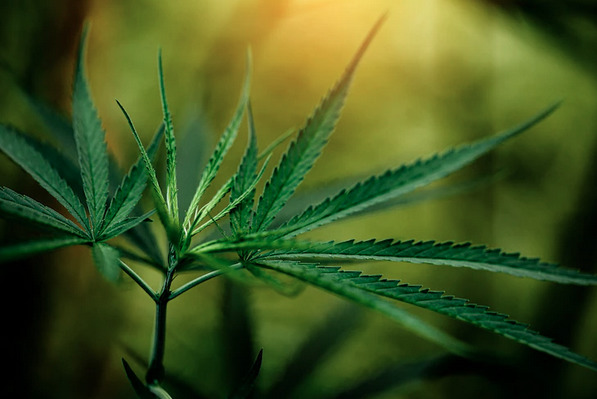 Apepi é a primeira fazenda legalizada para o cultivo de Cannabis Medicinal.