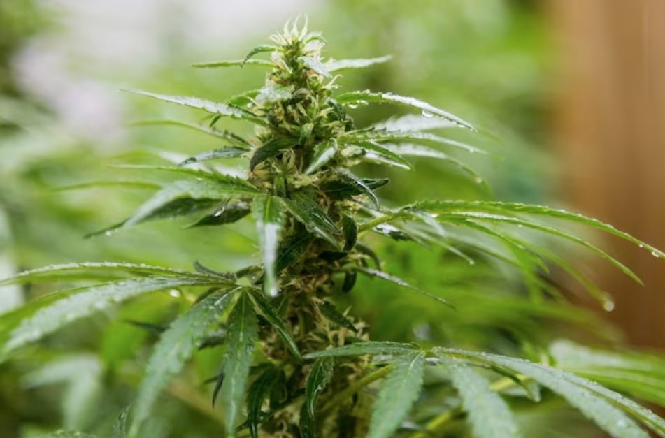 Qual é o histórico da utilização da cannabis para fins medicinais?